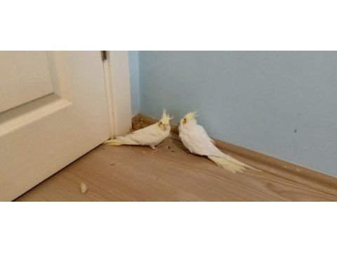 Pvc kafes ve malzemeler ile birlikte sultan papağanı