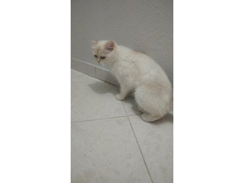 Takip şartıyla ücretsiz sahiplendireceğim british shorthair