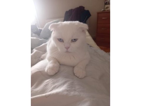 7 aylık scottish fold kırık kulak