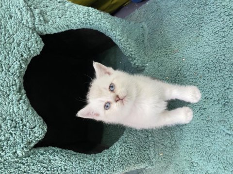 50 günlük orijinal british shorthair bebekler