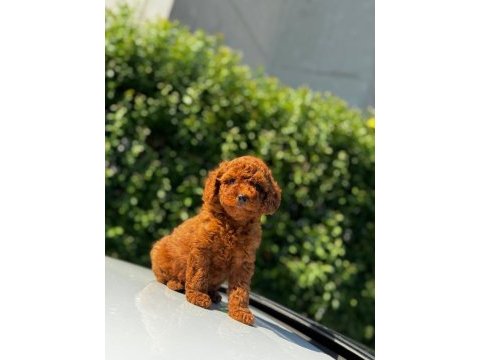 Ankara’nın en özel toy poodle bebekleri