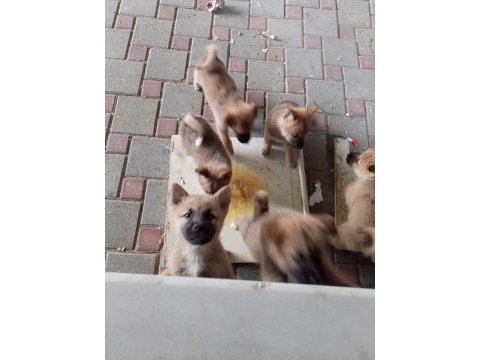 Yavru akita inu