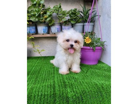 Teacup dişi kore maltese