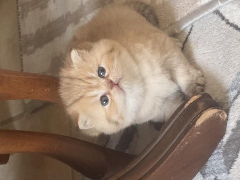 Brithish longhair golden seçereli muhteşem bebek