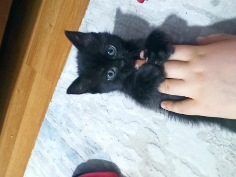 Bebeklerimi veriyorum melez kediler