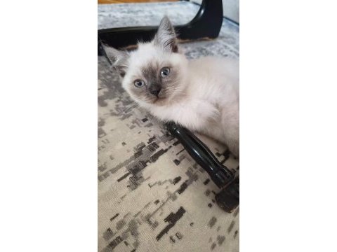 2 aylık dişi ve erkek scottish fold yavrularım