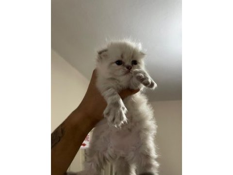 Rezerve scottish fold lynx point yavrular 25 günlük