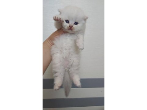 British shorthair