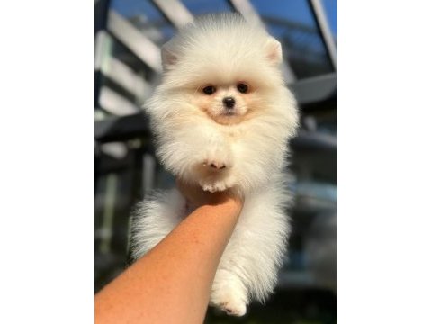 Ankaranın en güzel pomeranian boo yavruları