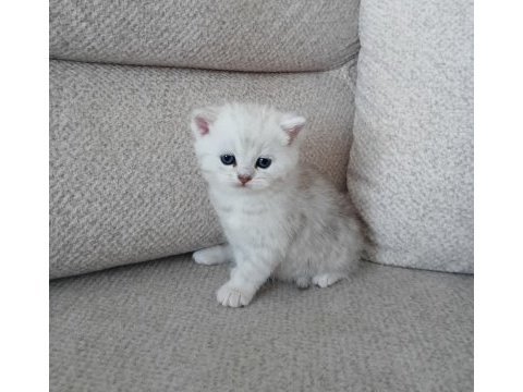 British shorthair erkek yavrular
