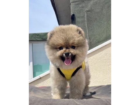4 aylık dişi red brown toy poodle