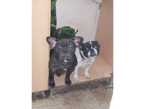 Damızlık french bulldog yavrularımız