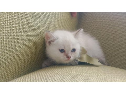 Blue point british shorthair yavrular