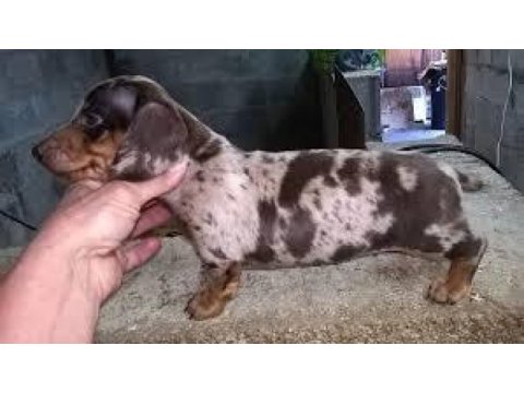 Türkiyede tek dacshund merle bebekler