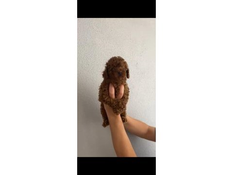 Oyuncu poodle bebeğim ailesini bekliyor