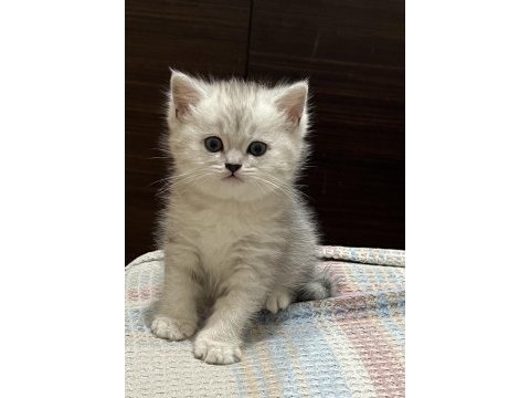 British shorthair blue point yavrular