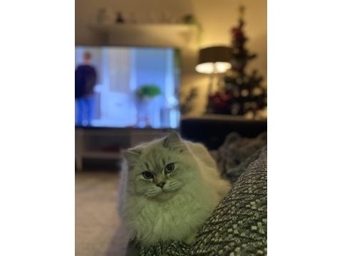 11 aylık british longhair