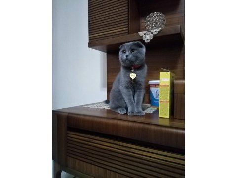 Scottish fold ve british shorthair blue yavrular