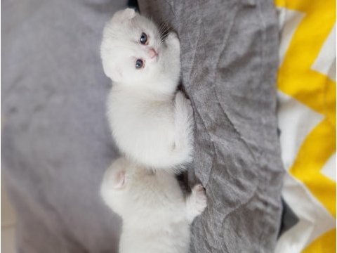 Yavru scottish fold