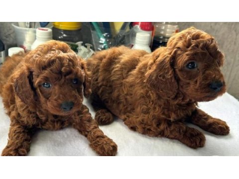 Toy poodle sevimli yavrularımız
