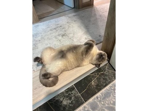 Kedilerimizi acil sahiplendiriyoruz