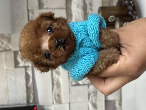 Minik tea cup kore poodle bebekler için ulaşabilirsiniz