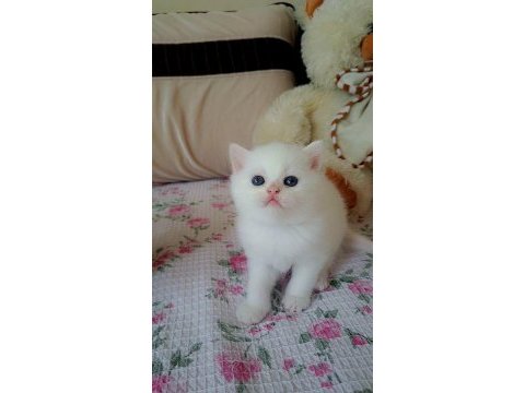 Ayı surat yavru british shorthair