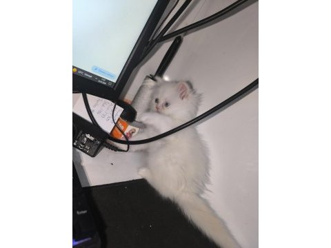Erkek blue eyes british longhair