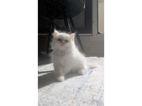 Kar beyazı a kalite pofuduk yavrum