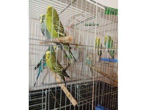 Jumbo ve yerli muhabbet kuşu