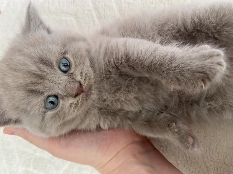 British shorthair yavrular