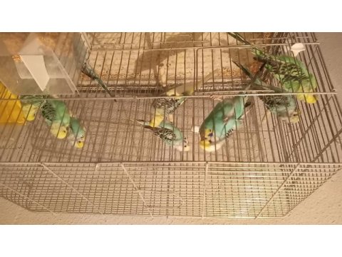 Yavru muhabbet kuşu 2 aylık