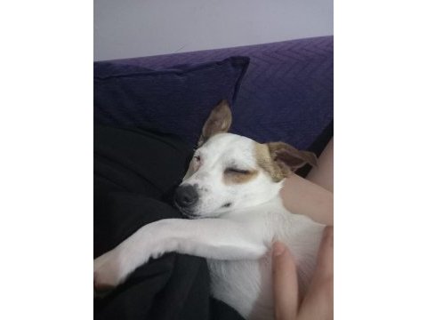 2 yaşında küçük ırk jack russell terrier