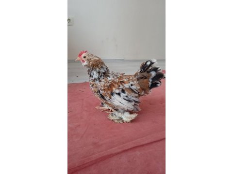 İspenç ve cüce cochin horozlar