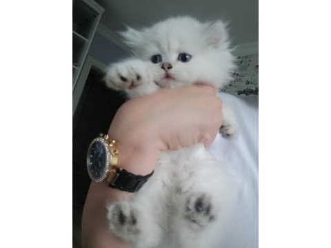 British longhair blue point erkek safkan mavi göz