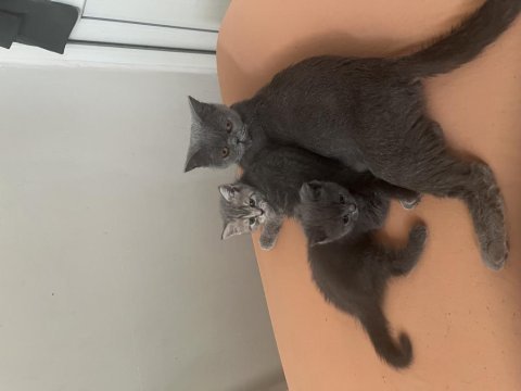 British shorthair blue tabby 1.5 aylık dişi