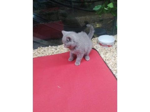 3.5 aylık safkan orijinal british shorthair kedimiz