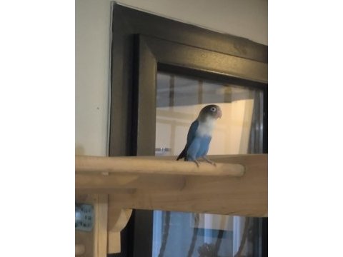 1 buçuk yaşında damızlığa uygun erkek mavi cennet