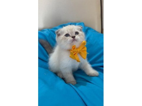 Scottish fold erkek yavrumuza yuva uyguna