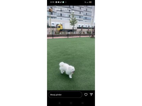 Temiz 7 aylık maltese terrier dişi sevimli köpeğimiz