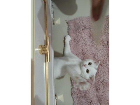 Beyaz scottish fold
