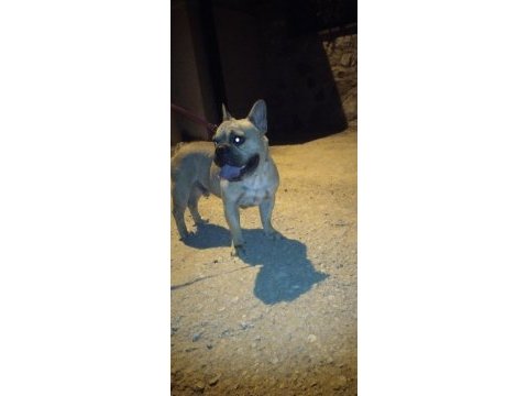 Köpeğimiz mario yuva arıyor