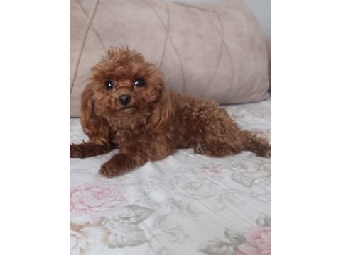 Tea cup redbrown toy poodle dişi