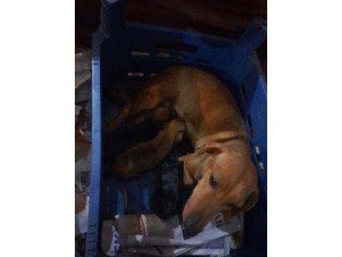 Dacshund yavrular yeni ailesini arıyor