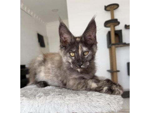 Maine coon dişi black tortie pet şecereli