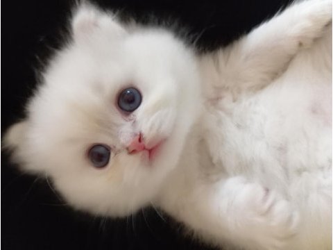 British longhair pamuk bebişe yuva arıyorum