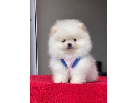 Teacup pomeranıan boo