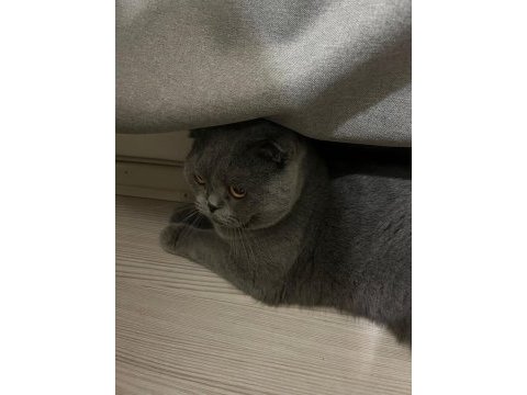 Uysal erkek scottish fold