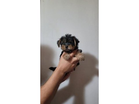 Tea cup yorkshire terrier