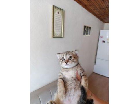 Erkek yavru scottish fold